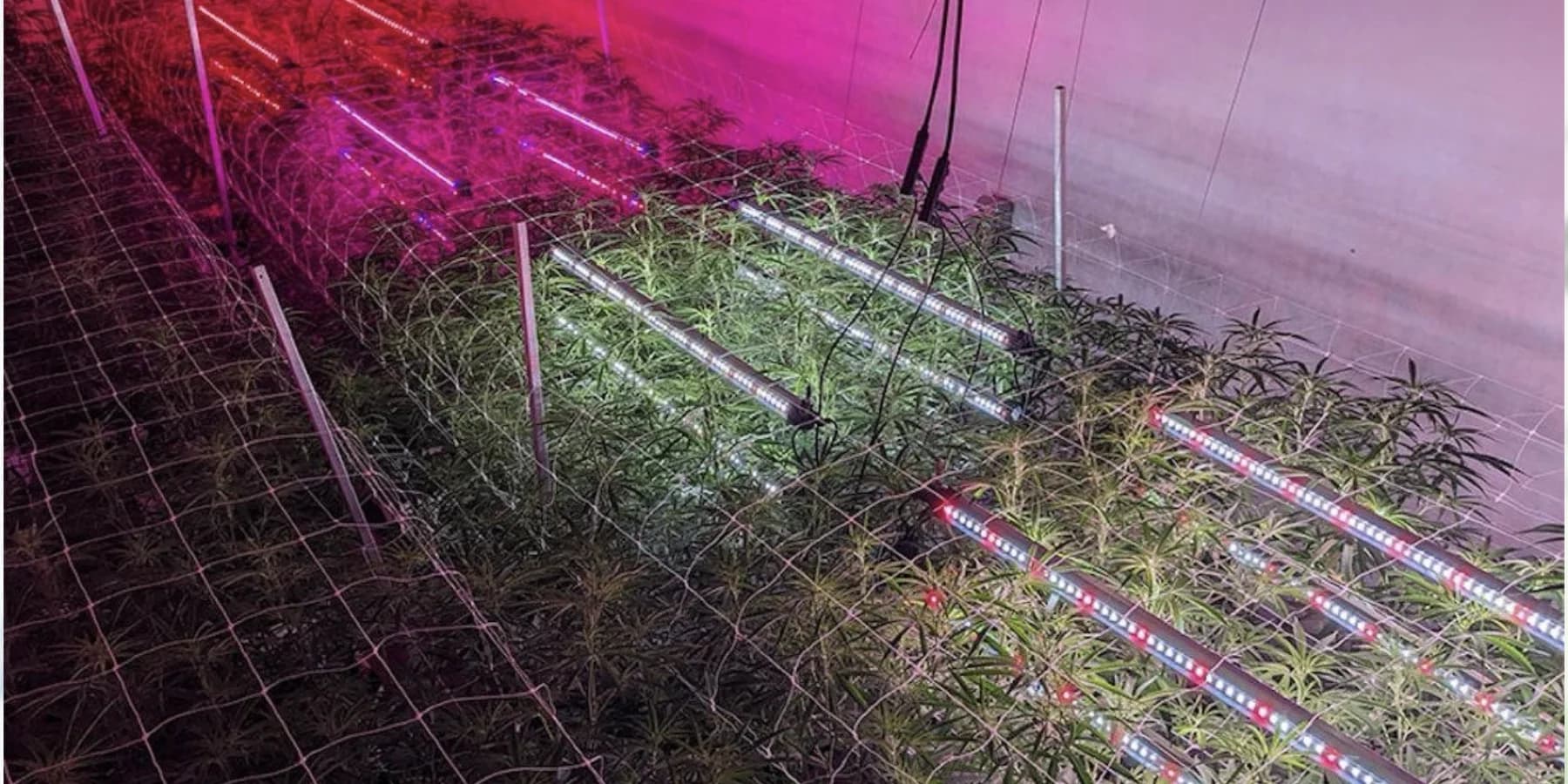 UnderCanopy LED bars lighting the lower zones of an indoor crop from within the canopy
