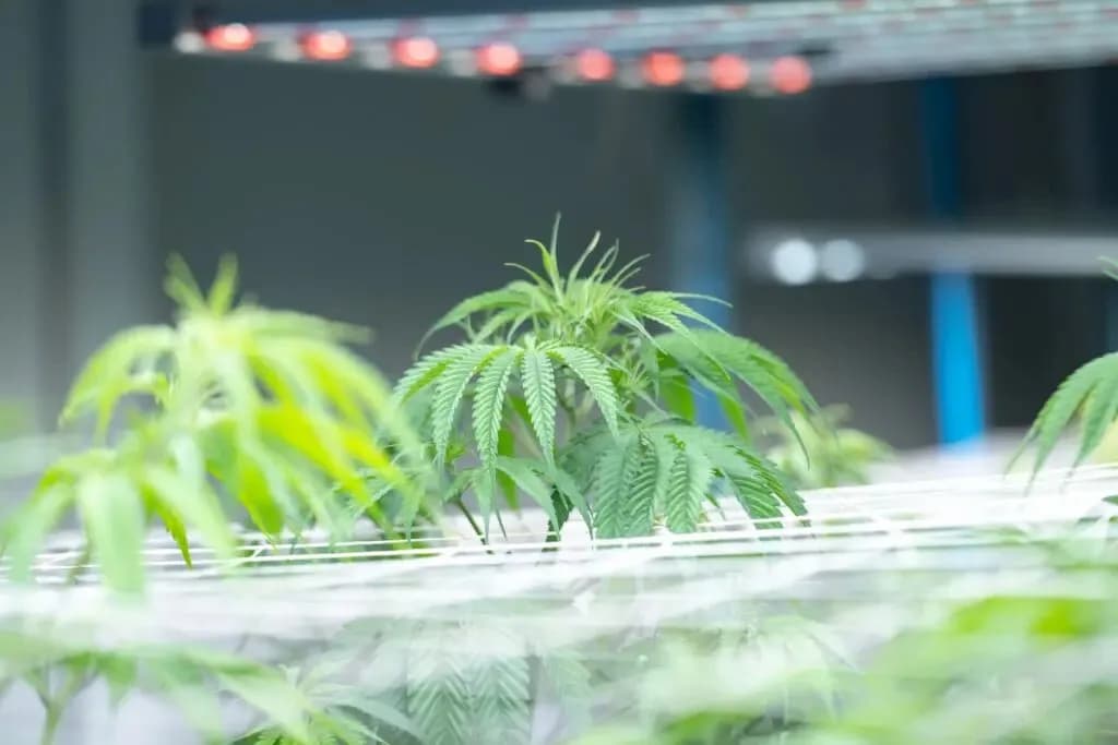 High-efficiency HortiBloom luminaires in operation