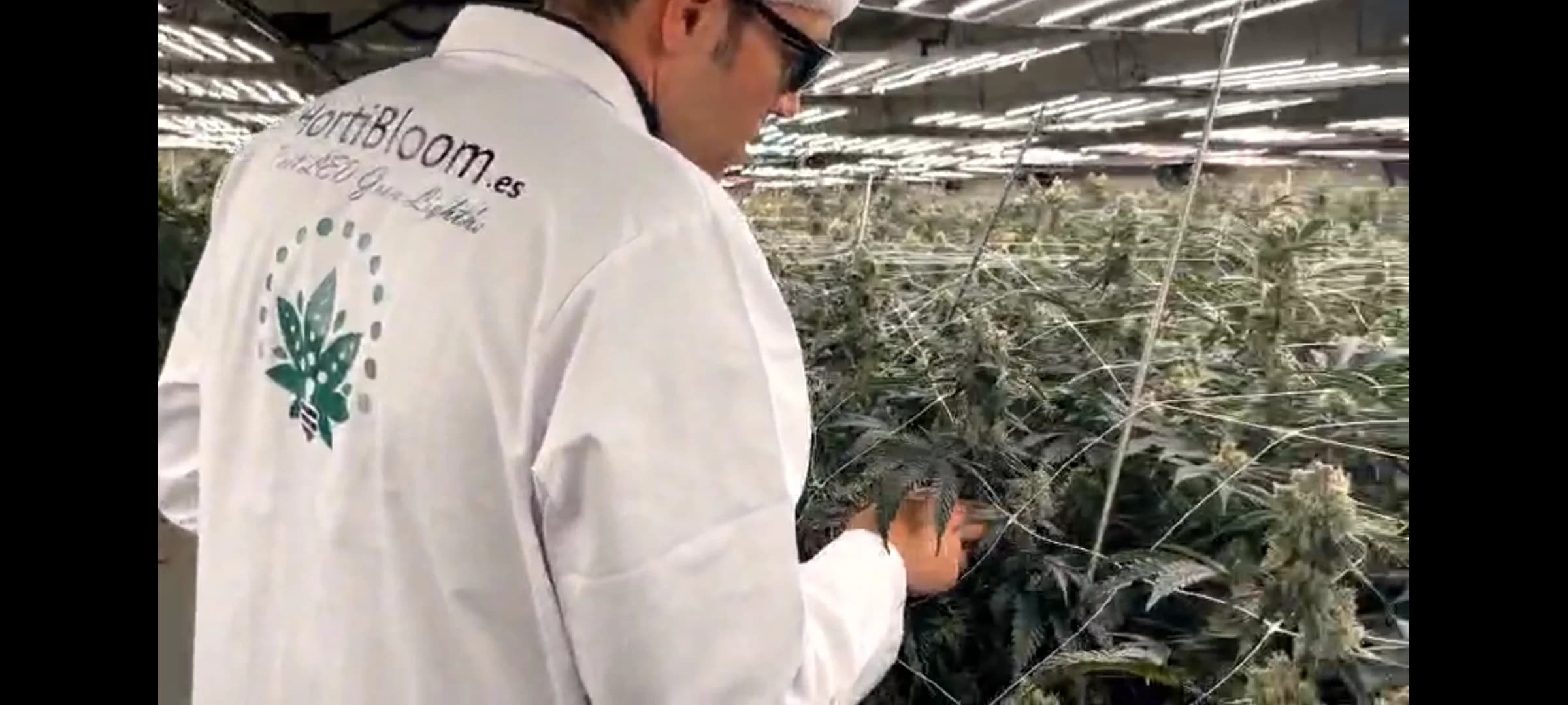 Instalación HortiBloom en cultivo a gran escala