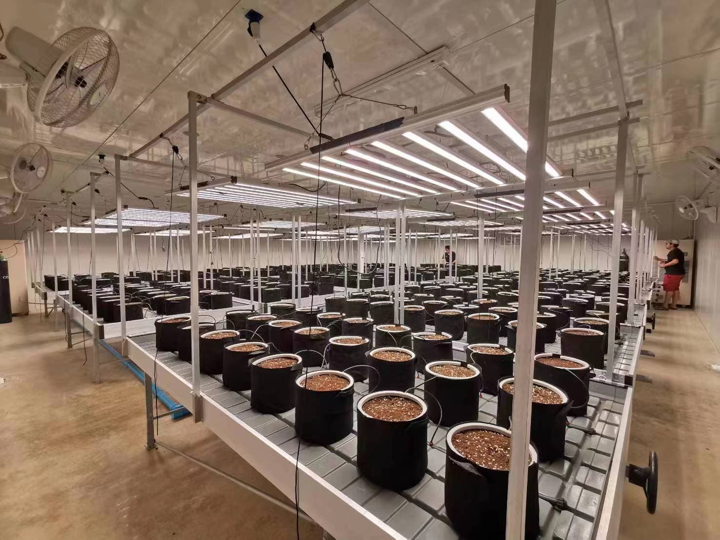 Professional grow room with hundreds of pots under HortiBloom LED lighting