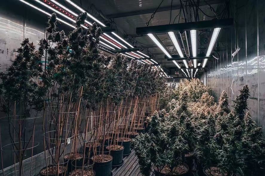 Flowering room lit with HortiBloom full-spectrum LED bars
