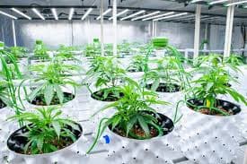 Crop in vegetative stage under HortiBloom LED fixtures