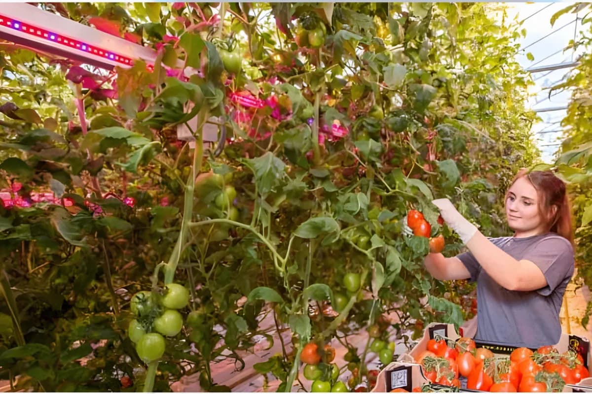 Worker harvesting tomatoes in a greenhouse with HortiBloom LED bars between the plants